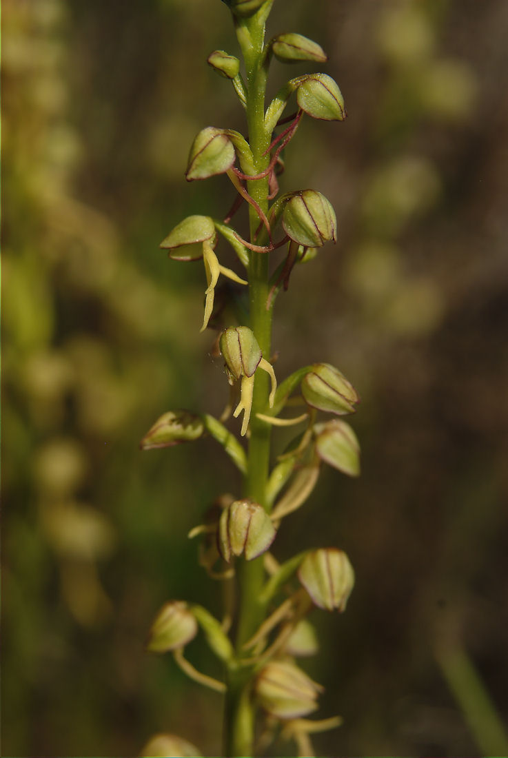 Orchidee nel pisano